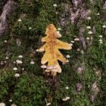 杨颖与好友畅玩扑克,精彩视频引发热议 51mss9cuks