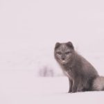 松鼠症仓库首页官网:探索松鼠症的最新研究与治疗方案 6xz8r