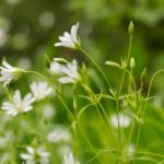 漫画 jmcomic language zh:探索中文漫画的魅力与创作技巧 76n2p2l