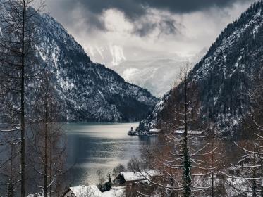 松茸干片的美味与营养价值全解析