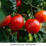 畅享青苹果影视YY6090在线观看免费,尽享精彩影视盛宴 yti5hip0