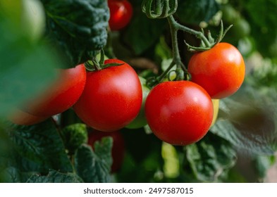 畅享青苹果影视YY6090在线观看免费，尽享精彩影视盛宴